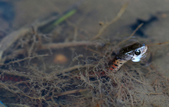 Fowlea flavipunctata
