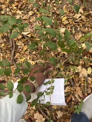 Symphoricarpos orbiculatus