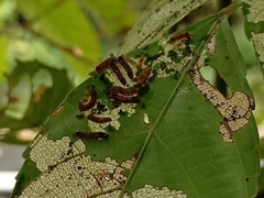 Thyrassia