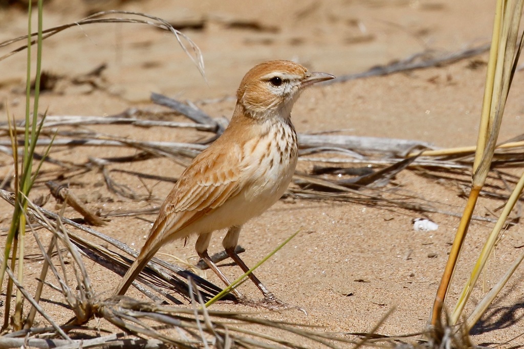 Dune Lark photo