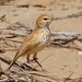 Calendulauda erythrochlamys - Photo (c) Bird Explorers, μερικά δικαιώματα διατηρούνται (CC BY-NC), uploaded by Bird Explorers
