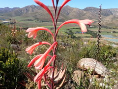 Watsonia fourcadei