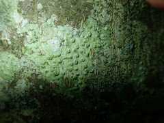 Pertusaria leioplaca