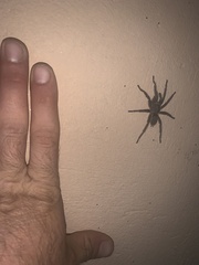 Harpactirella overdijki