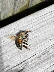 Apis mellifera