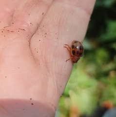 Epilachna tredecimnotata