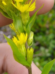 Solidago macrophylla