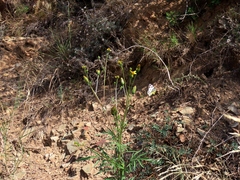 Bidens subalternans