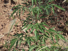 Bidens subalternans