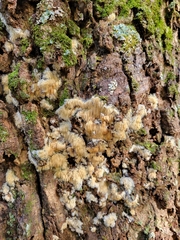 Radulomyces