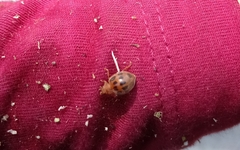 Epilachna tredecimnotata