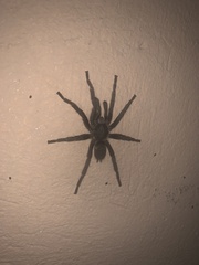 Harpactirella overdijki