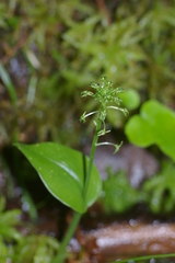 Malaxis unifolia