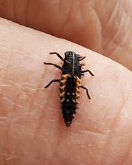 Harmonia axyridis