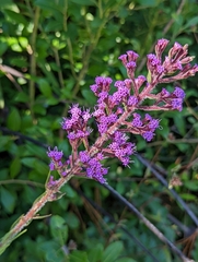 Carphephorus paniculatus