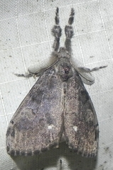 Dasychira vagans
