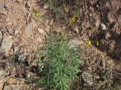 Bidens subalternans