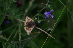 Euclidia glyphica