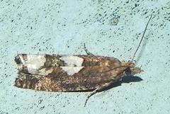 Epinotia trigonella