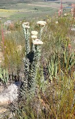 Syncarpha milleflora