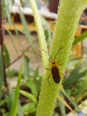 Hypselonotini