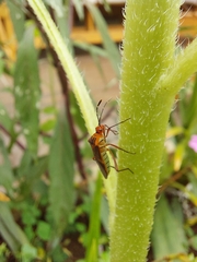 Hypselonotini