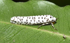 Yponomeuta strigillatus