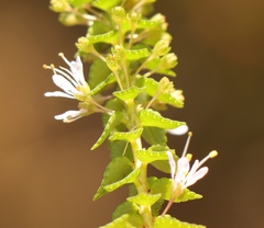 Agathosma tabularis