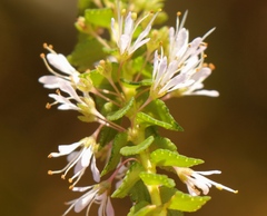 Agathosma tabularis
