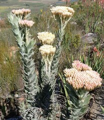 Syncarpha milleflora