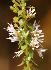 Agathosma tabularis