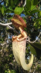 Nepenthes rafflesiana