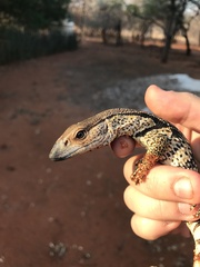 Varanus albigularis albigularis