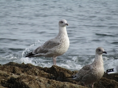 Larus argentatus