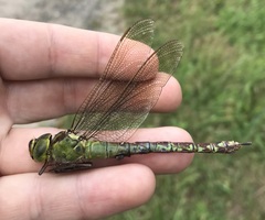 Aeshna viridis