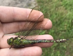 Aeshna viridis