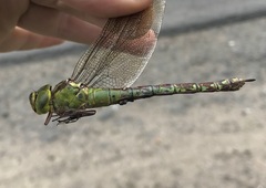 Aeshna viridis