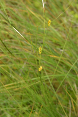 Carex oligosperma