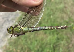 Aeshna viridis