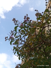 Lagerstroemia indica