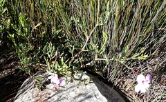 Pelargonium laevigatum laevigatum