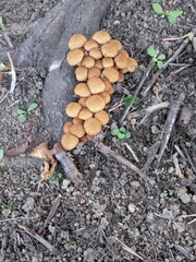 Pholiota squarrosa