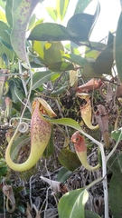 Nepenthes rafflesiana