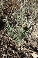 Sphaeralcea leptophylla