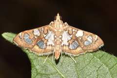 Nausinoe quadrinalis