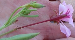 Pelargonium laevigatum laevigatum