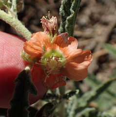 Sphaeralcea leptophylla