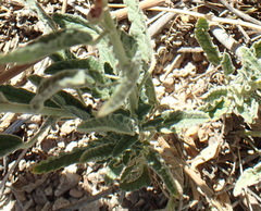 Sphaeralcea leptophylla