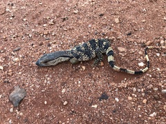 Varanus albigularis albigularis