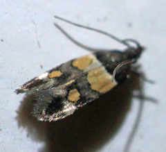 Triclonella determinatella